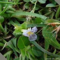 Bonnaya antipoda (L.) Druce